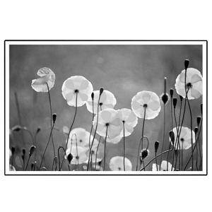 TEMPO KONDELA Zasklený tlačený obraz, čierno-biely, DX TYP 19 FLOWERS